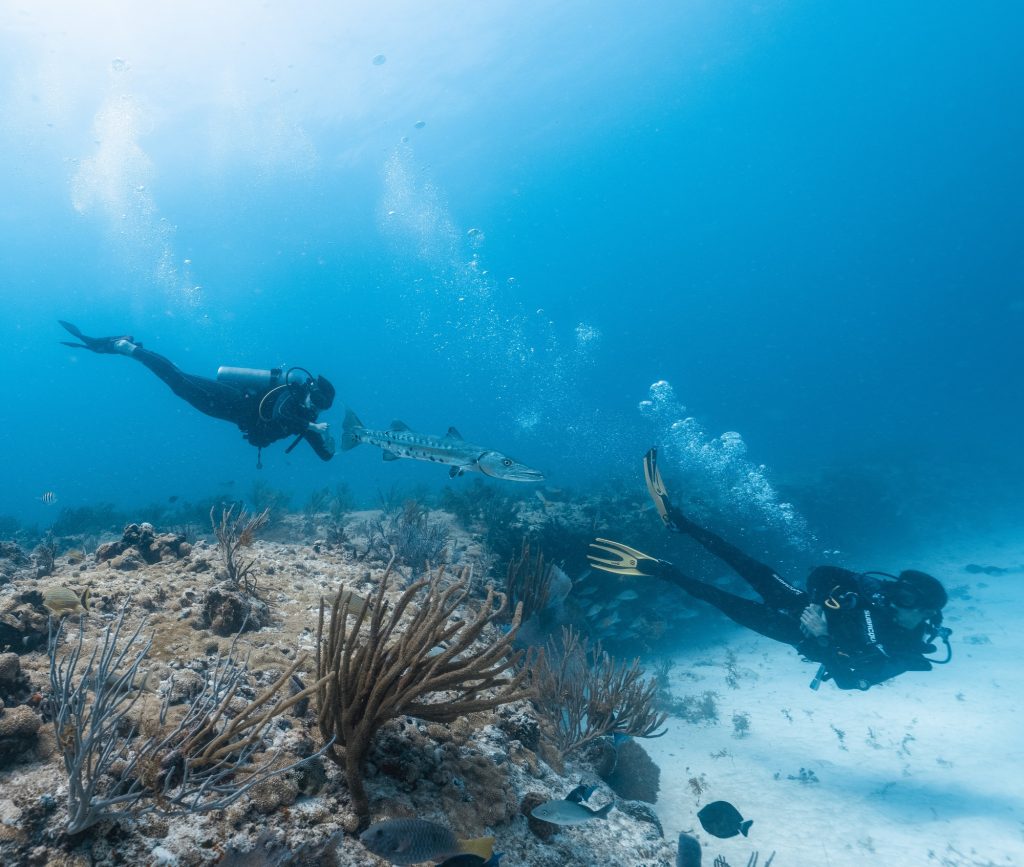 barracuda and two divers in the mexican sea