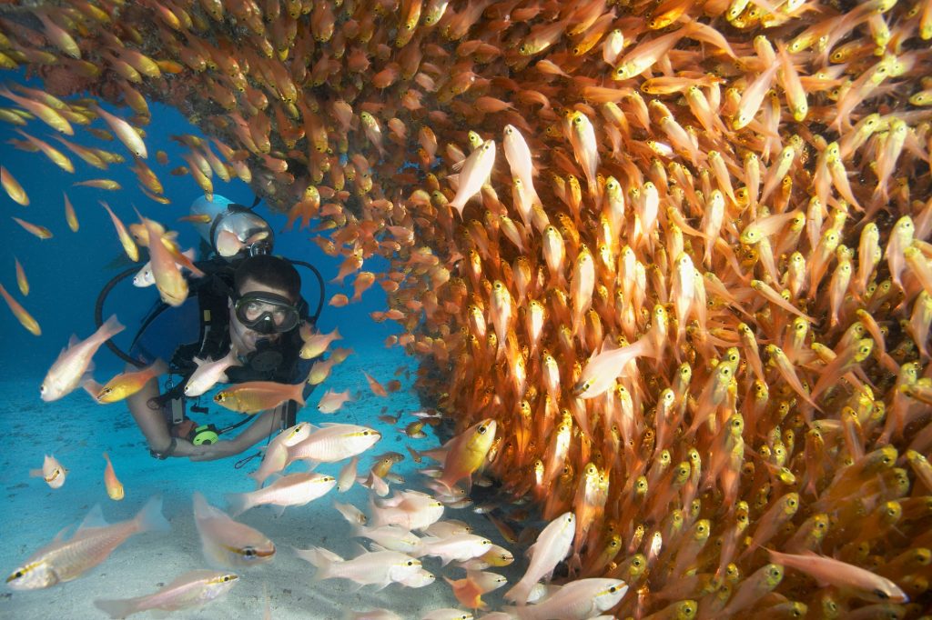 Male diver in shoal of glassfish