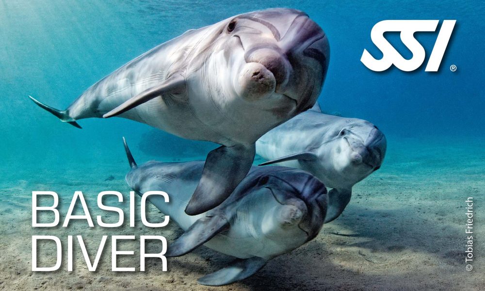 Basic Diver
