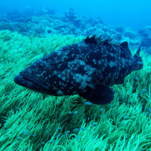 Epinephelus-malabaricus-Boulari