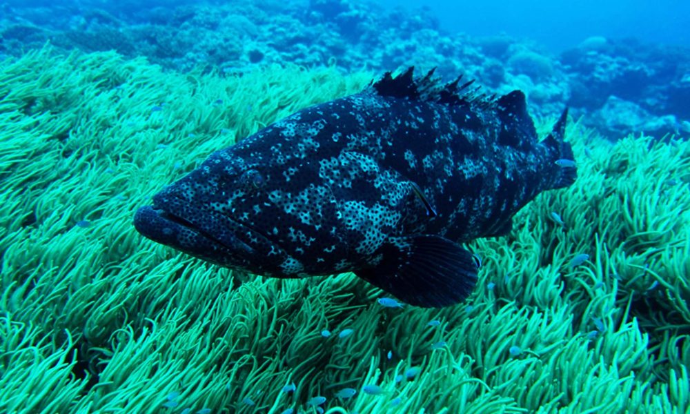 Epinephelus-malabaricus-Boulari