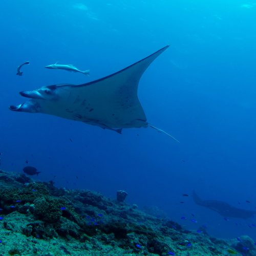 Mobula birostris Boulari_