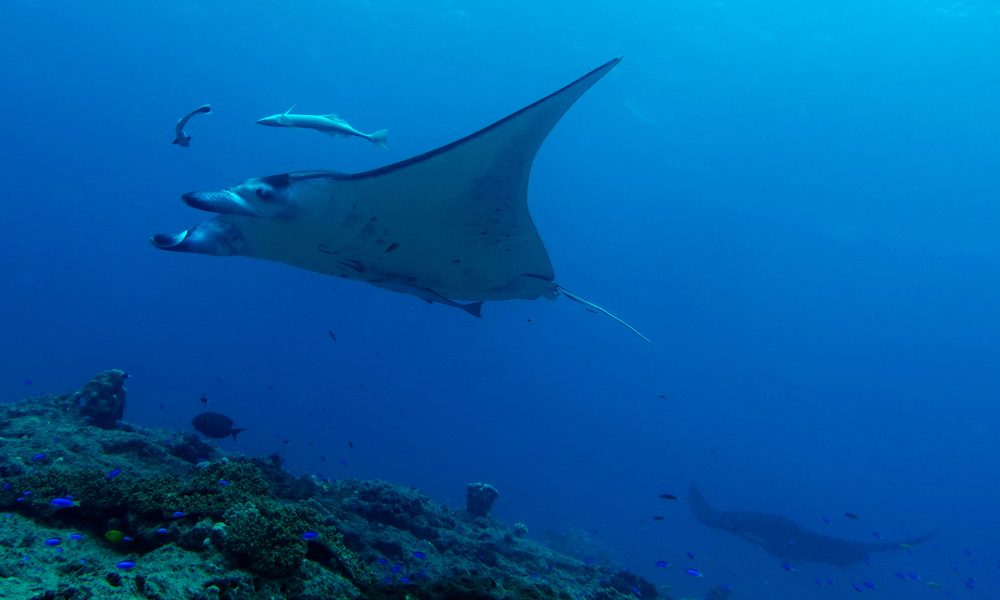 Mobula birostris Boulari_