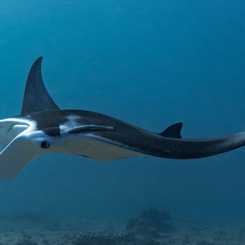 Raie Passe de Boulari