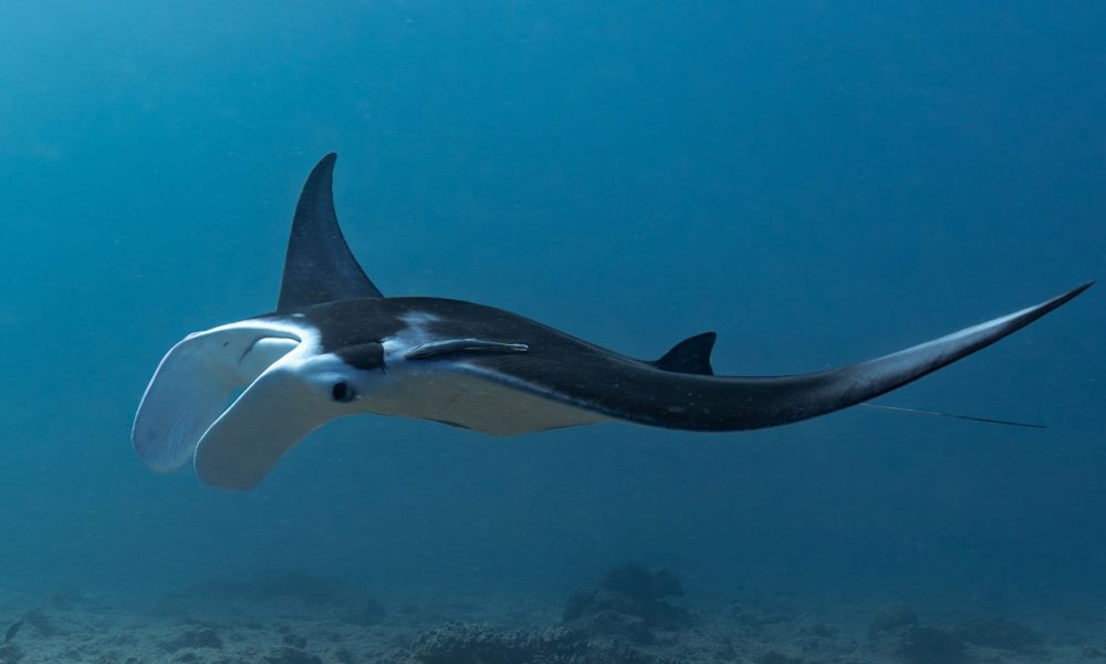 Raie Passe de Boulari