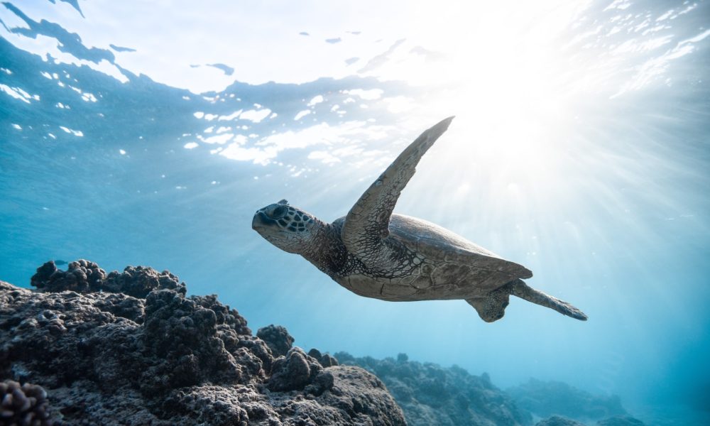 Tortue Randonnée palmée Nouméa