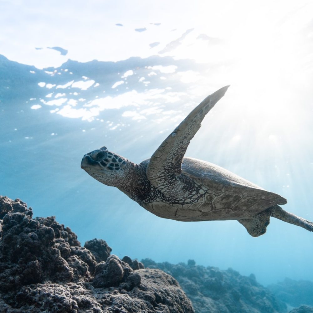 Tortue Randonnée palmée Nouméa