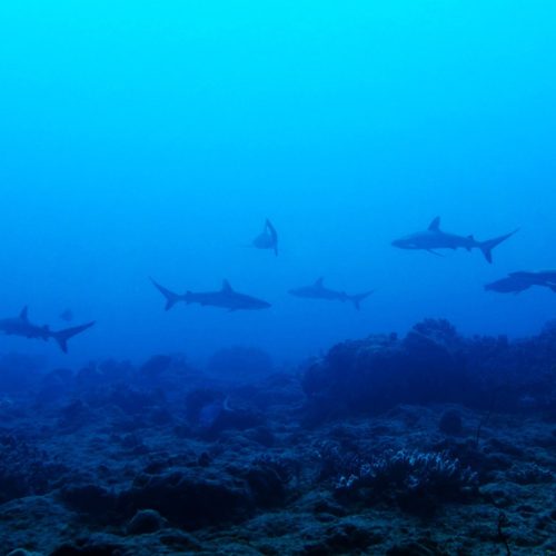 Requins gris copie