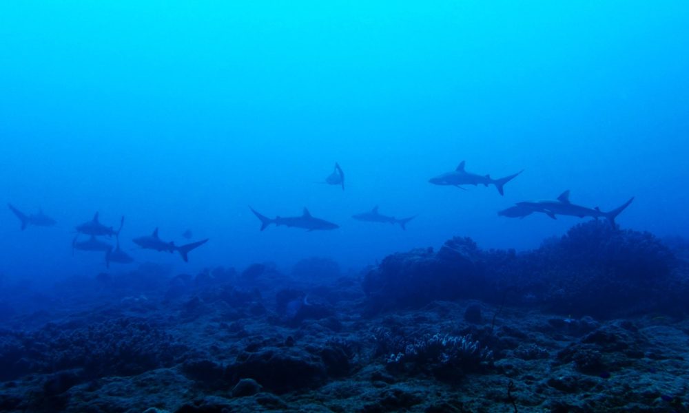 Requins gris copie