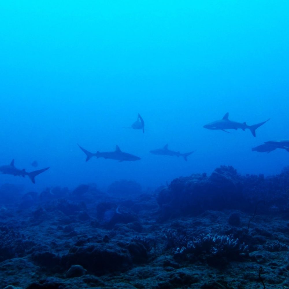 Requins gris copie