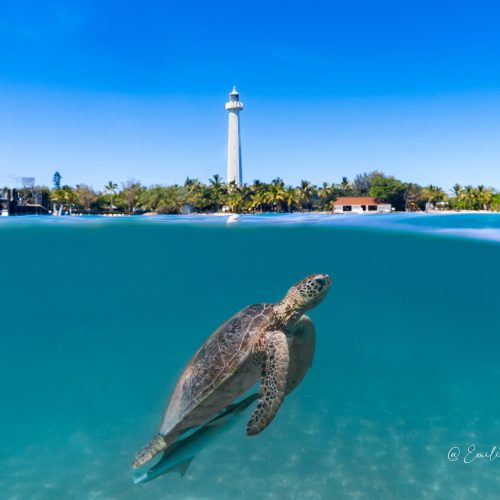 Tortue baptème de plongée Nouvelle-Calédonie