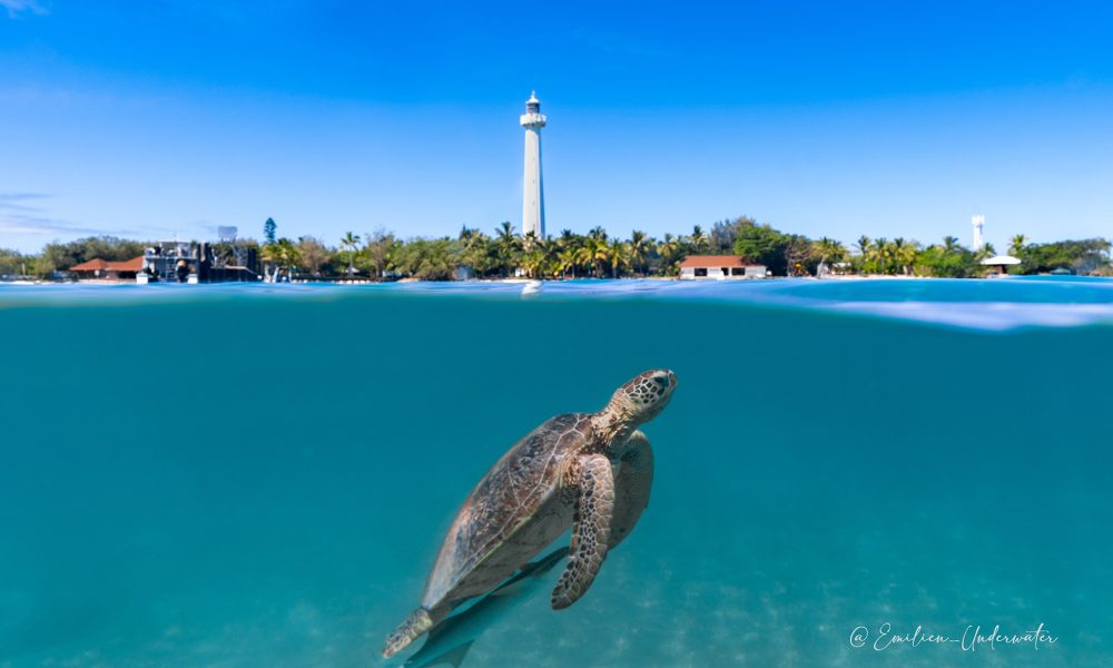 Tortue baptème de plongée Nouvelle-Calédonie