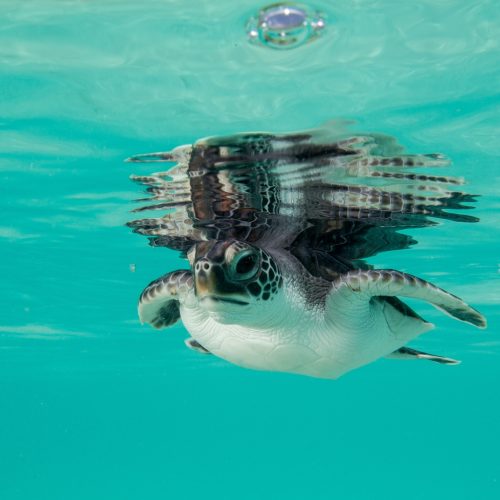 Juvenile Green Sea Turtle