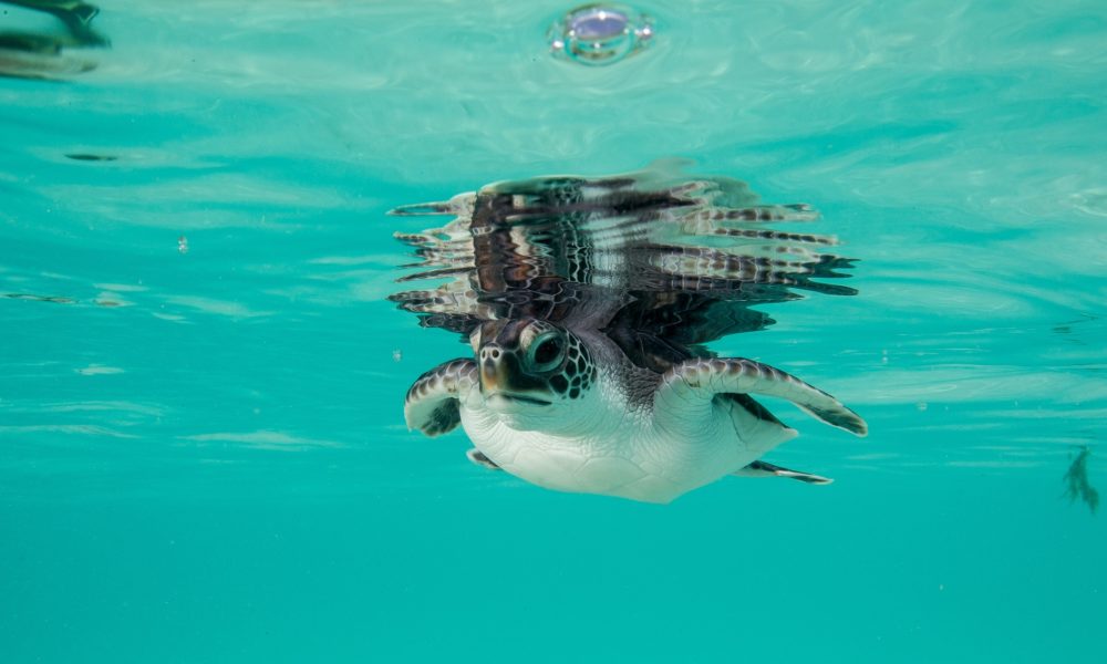 Juvenile Green Sea Turtle