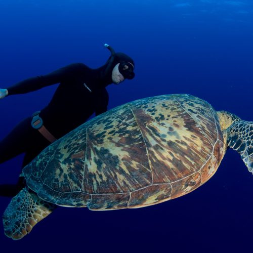 plongeur-tortue-noumlea