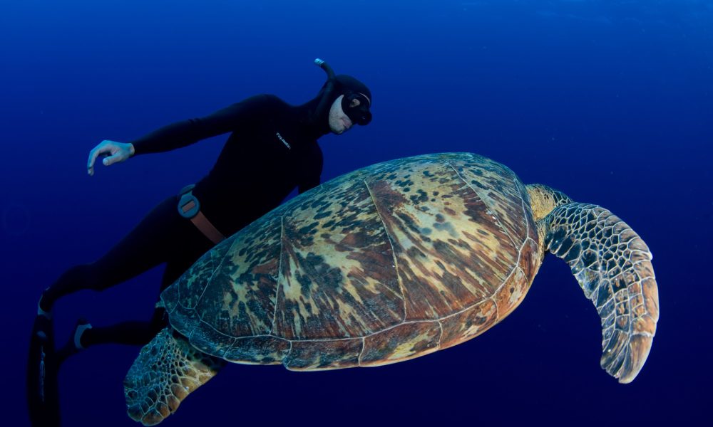 plongeur-tortue-noumlea